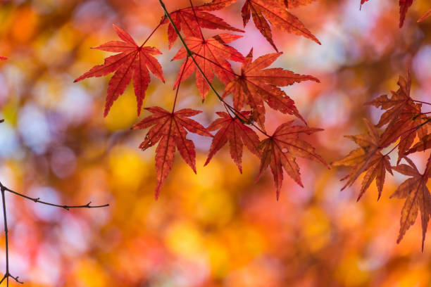 istock Autumn yellow and red maple leaves 843976576