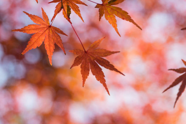 istock Autumn yellow and red maple leaves 843977810