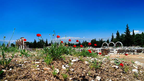 poppy flowers at Ruins of ancient city Anjar at Bekaa valley Lebanon