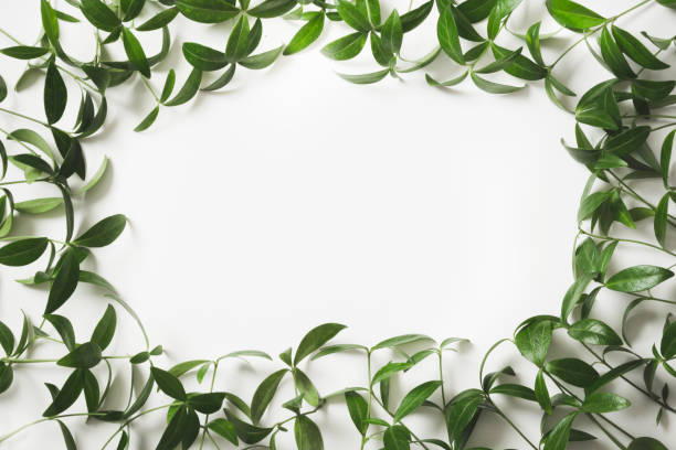 istock Creative layout made of green leaves with empty blank for note on white background. Top view. Nature concept. 843978620