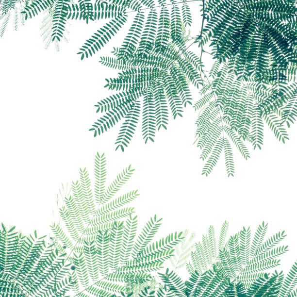 Green leaf pattern on white background, nature creative layout of White Popinac tree (Leucaena leucocepphala) the tropical plant.