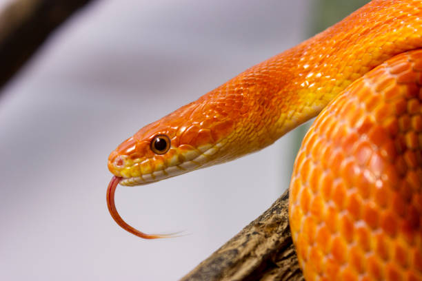 istock Orange corn snake crawling on a branch and sticking out it`s tongue 843989424