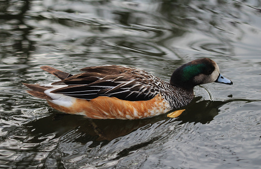 Chiloé wigeon swimming in a pond