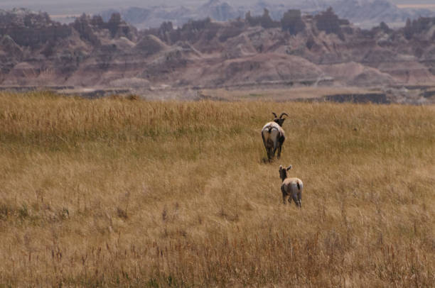 ovejas del cuerno sig - badlands south dakota badlands national park national park fotografías e imágenes de stock