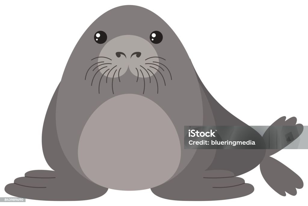 Seal With Round Body Stock Illustration - Download Image Now - Animal,  Animal Wildlife, Aquatic Organism - iStock