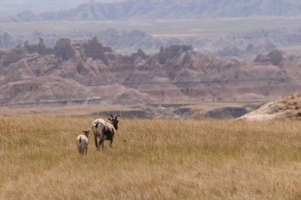 ovejas del cuerno sig - badlands south dakota badlands national park national park fotografías e imágenes de stock