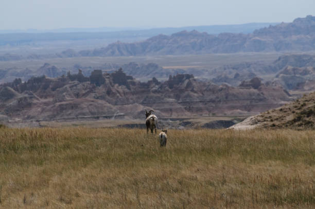 ovejas del cuerno sig - badlands south dakota badlands national park national park fotografías e imágenes de stock