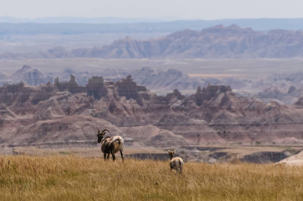 ovejas del cuerno sig - badlands south dakota badlands national park national park fotografías e imágenes de stock