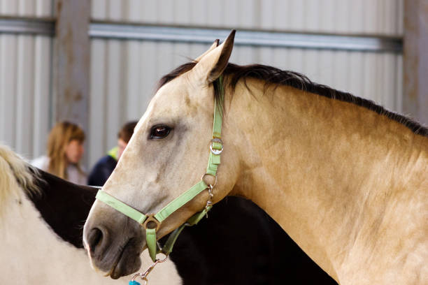 istock Dun horse learning to work without bridle on manege 843993150