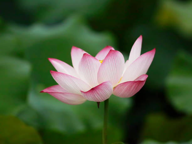 istock The lotus in the pond 843997340