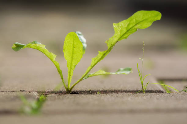 Green plant vines growing and spreading over hard gray concrete pavement