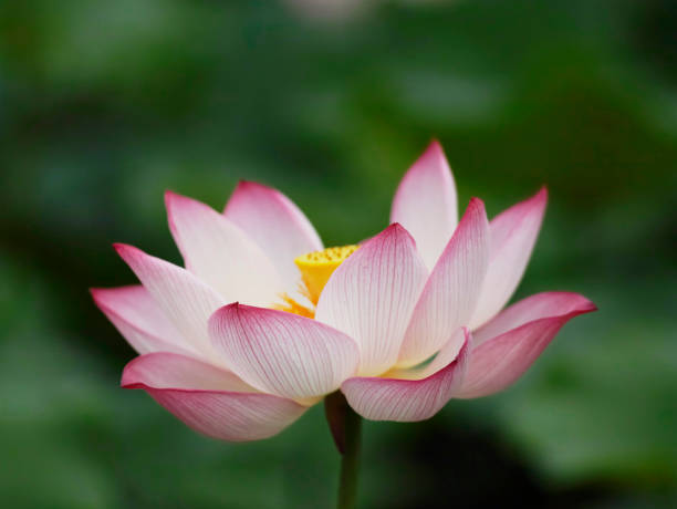 istock The lotus in the pond 843997528