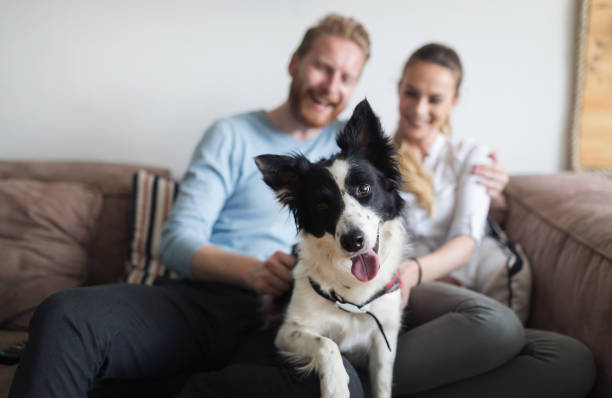 hermosa pareja relajante en casa y amar a su perro - adult affectionate love animal fotografías e imágenes de stock