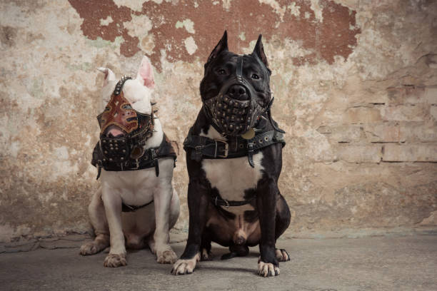 две собаки: черный американский питбуль и белый бык terier в морды, сидя над царапины фон стены - compatition стоковые фото и изображения