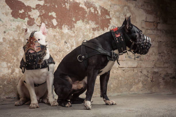 две собаки: черный американский питбуль и белый бык terier в морды, сидя над царапины фон стены - compatition стоковые фото и изображения
