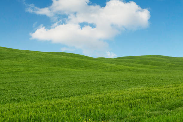istock Tuscany landscape, beautiful green hills springtime 844007656