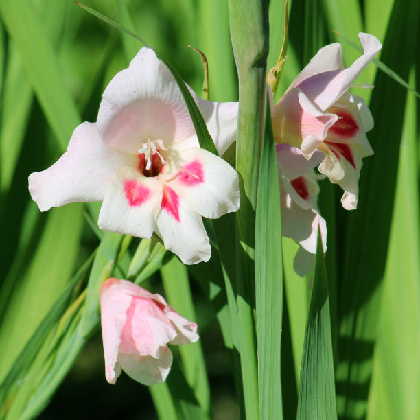 Close up Photos of Iris Flowers