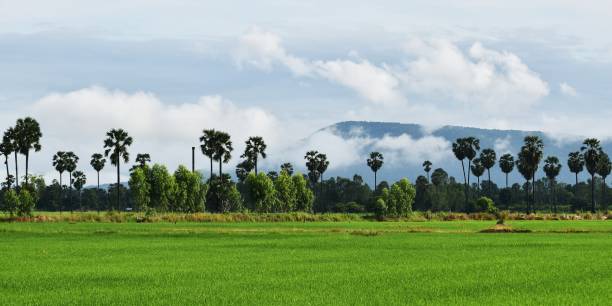 istock rice field and mountain under cloudy sky in rainy season 844015440