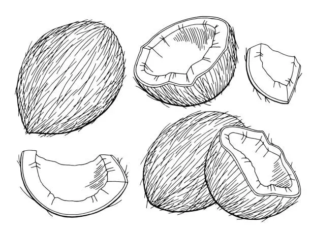 Vector illustration of Coconut graphic black white isolated sketch illustration vector