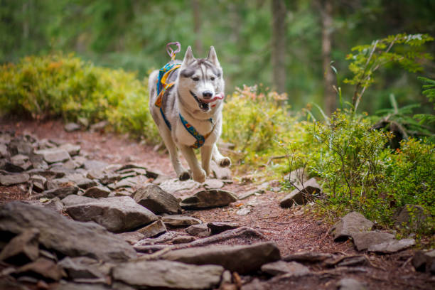 istock Beautiful dog breed Siberian husky in the forest 844020262
