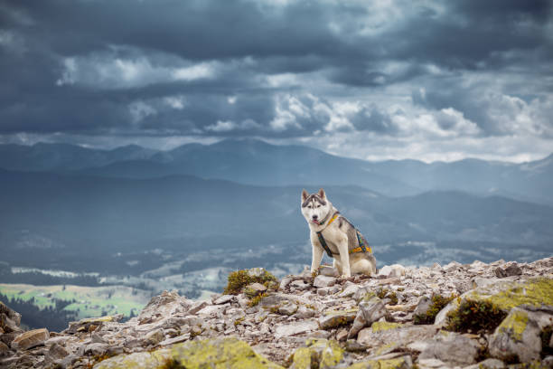 istock Sitting dog looks at the mountains 844020316