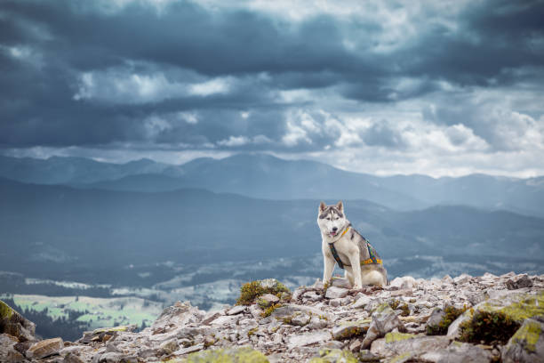 istock Sitting dog looks at the mountains 844020340