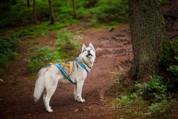 istock Beautiful dog breed Siberian husky in the forest 844020346