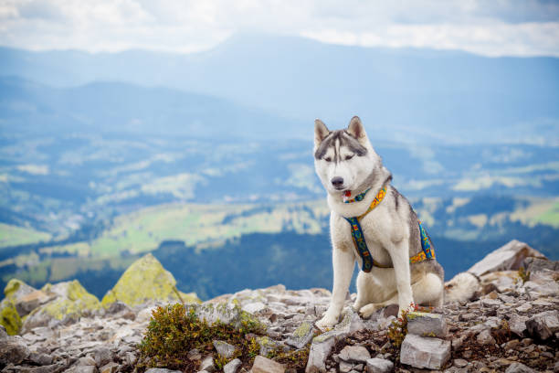 istock Sitting dog looks at the mountains 844020354