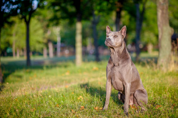 Thai Ridgeback dog is standing on the grass stock photo