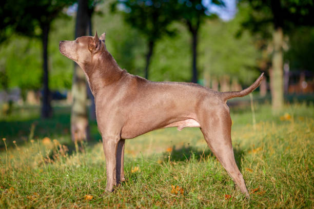 istock Thai ridgeback dog outdoors 844021036