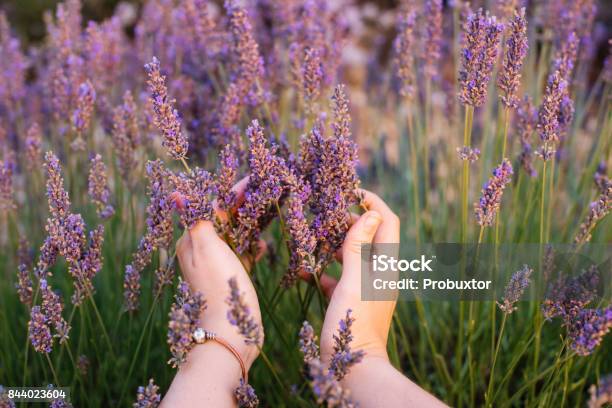 Frau Berühren Blühenden Lavendel Lavendelfeld Mit Ihren Händen Firstperson Ansicht Provence Südfrankreich Stockfoto und mehr Bilder von Lavendel