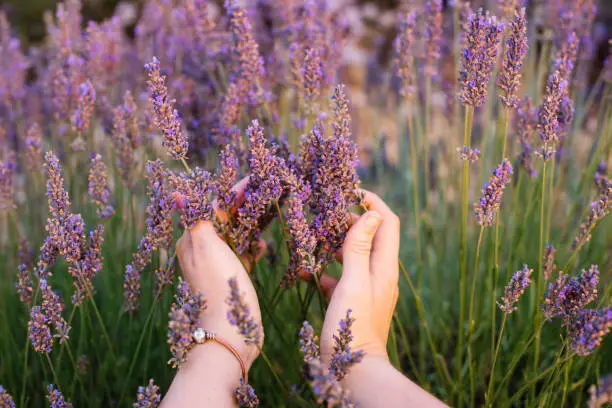 Photo of Woman touching blossoming lavender in the lavender field with her hands, first person view, Provence, south France