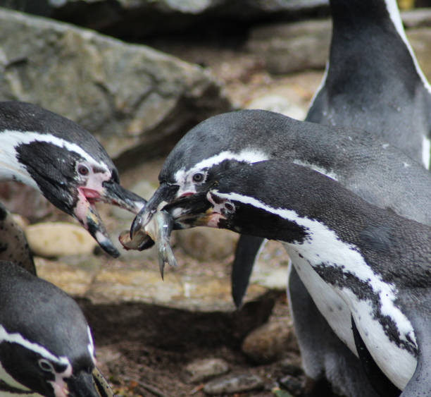 istock humboldt penguin 844024386