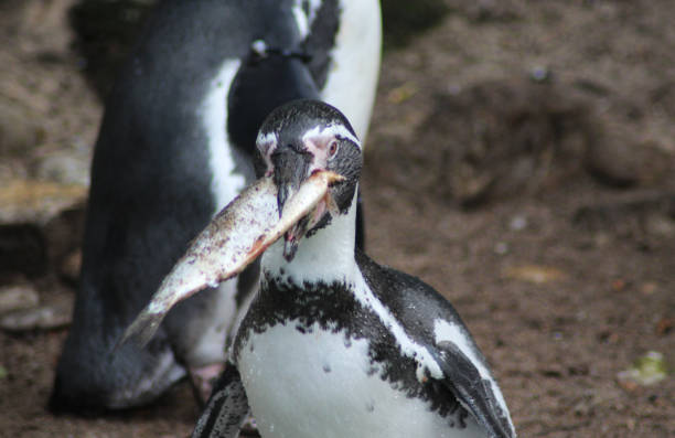 гумбольдт пингвина - humboldt penguin стоковые фото и изображения