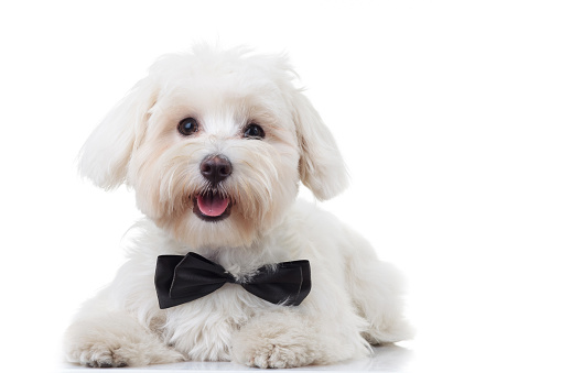 panting white bichon puppy wearing bowtie isolated on white background