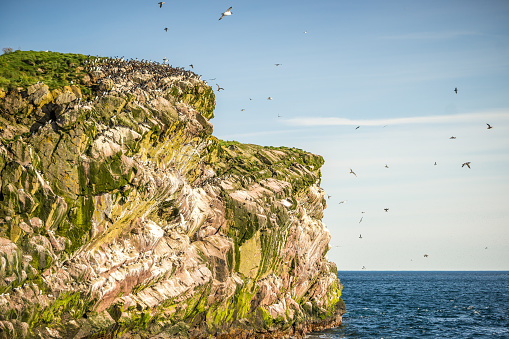Common Murre birds in Witless Bay Ecological Park, Newfoundland and Labrador, Canada