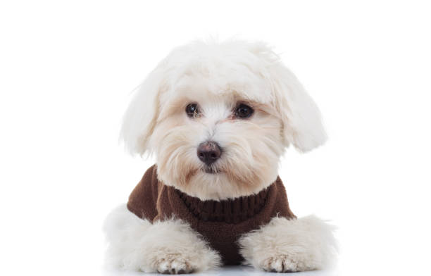 istock sad bichon puppy dog lying down 844027682