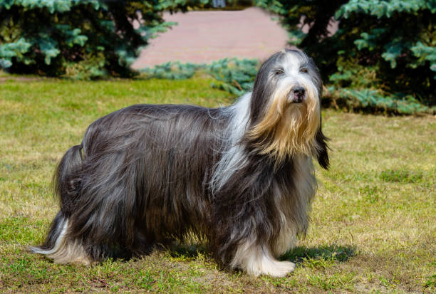 istock Old English Sheepdog looks aside. 844027760