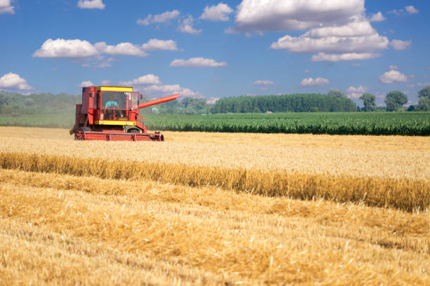 istock Harvester combine harvesting wheat in summer 844030718