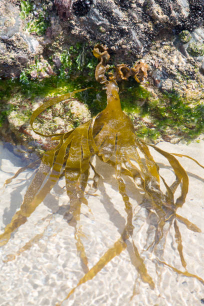 istock Sweaweed Plant at Pantin Beach; Galicia 844040822