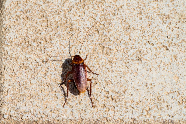 American cockroach sitting on a stone surface (Periplaneta americana) - View from above American cockroach sitting on a stone surface (Periplaneta americana) - View from above periplaneta americana stock pictures, royalty-free photos & images