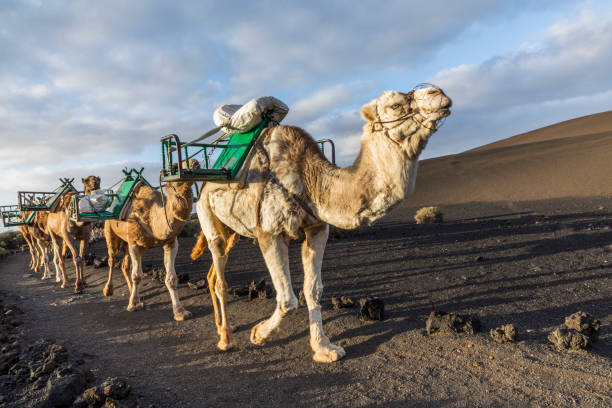 Riding camels in Timanfaya National Park, Lanzarote island