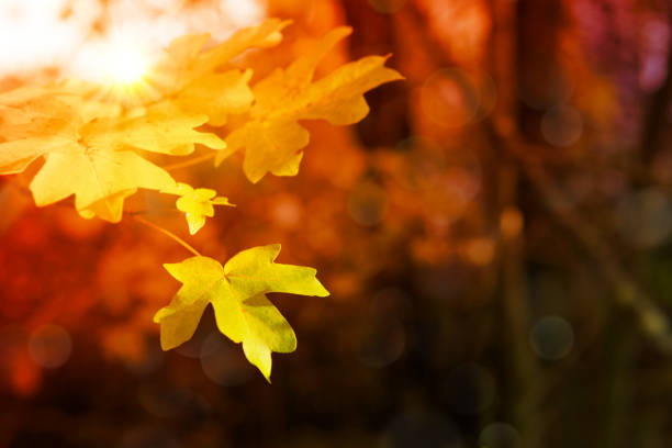 istock Autumn background with yellow maple leaves and sunlight 844047114