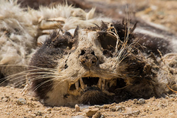 The head of a dead cat into the badlands