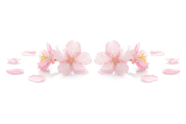 Japanese pink cherry blossom on white background