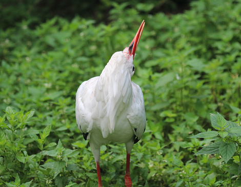 White stork