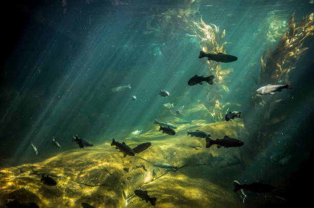istock Inside of an aquarium 844058586