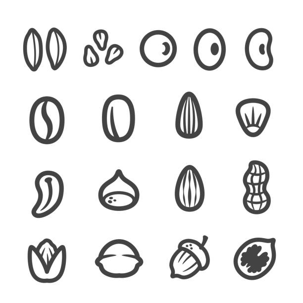 낟알 아이콘크기 - fava bean bean seed stock illustrations
