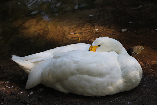 A view of a Mute Swan in the Lake District