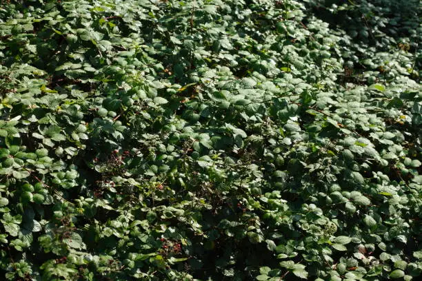 Green leaves on blackberry bushes from the bird's eye view